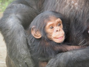 chimpanzee-830535_1280